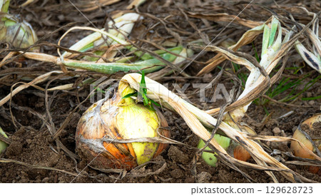 在田間採摘並乾燥的北海道洋蔥 在田間採摘並乾燥的北海道洋蔥 129628723