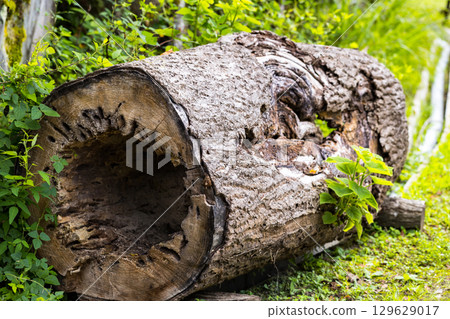 埼玉縣皆野町木槿自然公園樹洞 129629017