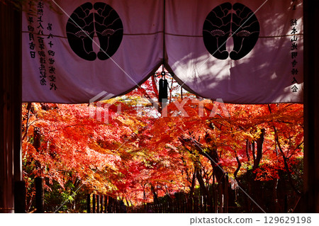 Autumn leaves at Komyo-ji Temple - Kyoto's famous autumn foliage spot - The approach to the temple is covered in autumn leaves - A popular spot for autumn foliage 129629198
