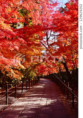 Autumn leaves at Komyo-ji Temple - Kyoto's famous autumn foliage spot - The approach to the temple is covered in autumn leaves - A popular spot for autumn foliage Autumn leaves at Komyo-ji Temple - Kyoto's famous autumn foliage spot - The approach to the temple is covered in autumn leaves - A popular spot for autumn foliage 129629202