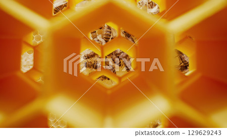 Extreme Macro Shot Inside Beehive with Bees Working in Honeycomb Cells Extreme Macro Shot Inside Beehive with Bees Working in Honeycomb Cells 129629243