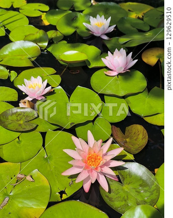 Bright soft pink nymphaea flowers against the green foliage in the pond 129629510