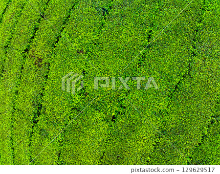 High angle view Rows of growing tea plantation at Long Coc mountains, Phu Tho province,Texture of Green tea leaf in northern Vietnam 129629517