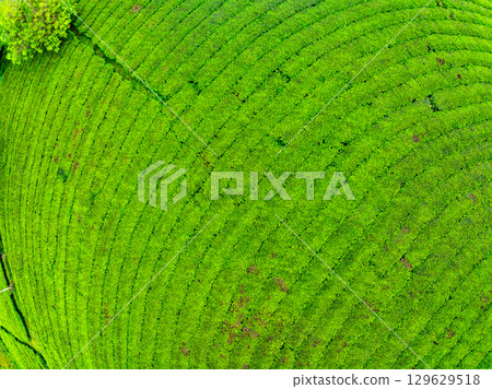 High angle view Rows of growing tea plantation at Long Coc mountains, Phu Tho province,Texture of Green tea leaf in northern Vietnam High angle view Rows of growing tea plantation at Long Coc mountains, Phu Tho province,Texture of Green tea leaf in northern Vietnam 129629518