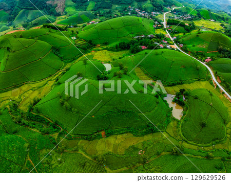 High angle view Rows of growing tea plantation at Long Coc mountains, Phu Tho province,Texture of Green tea leaf in northern Vietnam 129629526