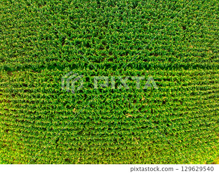 Drone shot, aerial view of a Corn field in northern Vietnam,Top view of the corn fields plantation 129629540