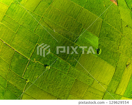Aerial top view of Green rice field at northern vietnam,Beautiful destination in Northern Vietnam,Travel and landscape concept, Nature and rice fields background 129629554