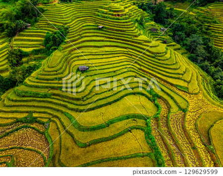 Drone aerial view of rice terrace field in harvest season,Green agricultural fields in countryside at northern Vietnam Drone aerial view of rice terrace field in harvest season,Green agricultural fields in countryside at northern Vietnam 129629599