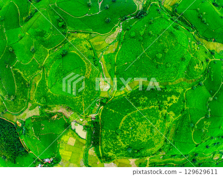 High angle view Rows of growing tea plantation at Long Coc mountains, Phu Tho province,Texture of Green tea leaf in northern Vietnam High angle view Rows of growing tea plantation at Long Coc mountains, Phu Tho province,Texture of Green tea leaf in northern Vietnam 129629611