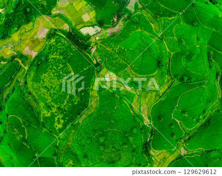 High angle view Rows of growing tea plantation at Long Coc mountains, Phu Tho province,Texture of Green tea leaf in northern Vietnam 129629612