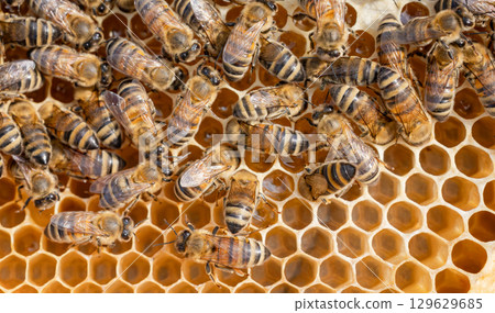 Honey Bees working on honeycomb close-up shot. 129629685