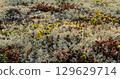 Arctic Tundra lichen moss close-up. Found primarily in areas of Arctic Tundra, alpine tundra, it is extremely cold-hardy. Cladonia rangiferina, also known as reindeer cup lichen. 129629714