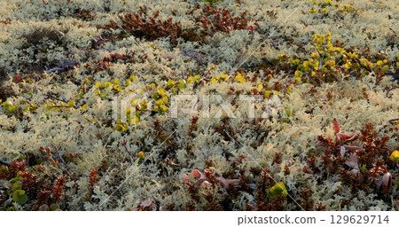 Arctic Tundra lichen moss close-up. Found primarily in areas of Arctic Tundra, alpine tundra, it is extremely cold-hardy. Cladonia rangiferina, also known as reindeer cup lichen. 129629714