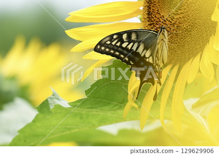 Big sunflower and beautiful butterfly 129629906