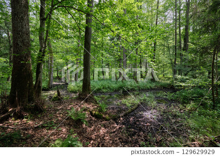 Late springtime deciduous forest by Perebel River 129629929
