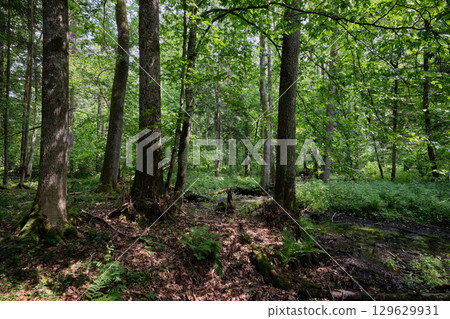 Late springtime deciduous forest by Perebel River 129629931