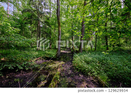 Late springtime deciduous forest by Perebel River 129629934