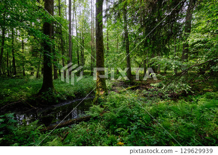 Late springtime deciduous forest by Perebel River 129629939