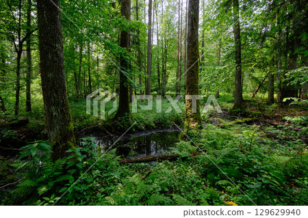 Late springtime deciduous forest by Perebel River Late springtime deciduous forest by Perebel River 129629940