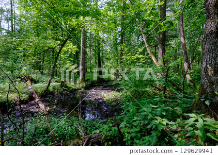 Late springtime deciduous forest by Perebel River Late springtime deciduous forest by Perebel River 129629941