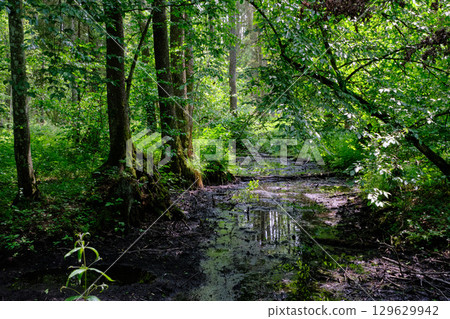 Late springtime deciduous forest by Perebel River 129629942