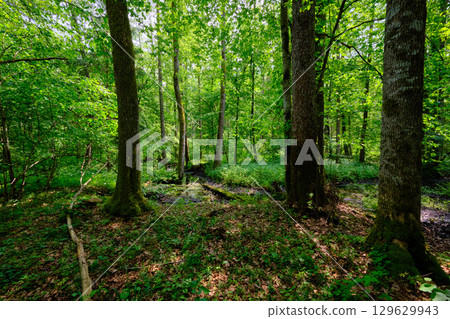Late springtime deciduous forest by Perebel River 129629943
