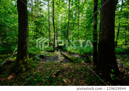Late springtime deciduous forest by Perebel River Late springtime deciduous forest by Perebel River 129629944