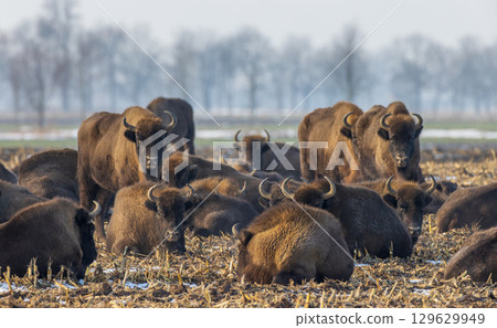 European bison (Bison bonasus) herd 129629949