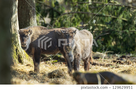 Two European Cison(Bison bonasus) calves in sunlight Two European Cison(Bison bonasus) calves in sunlight 129629951