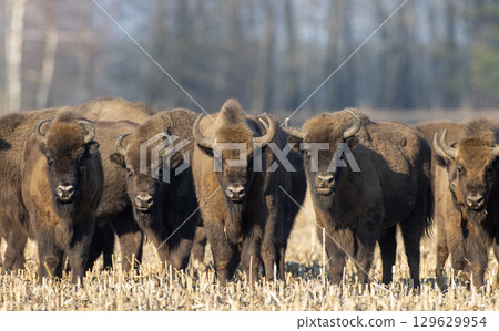 European bison grazing in sunny day 129629954