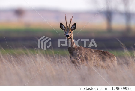 Roe Deer(Capreolus capreolus) male in sunset light 129629955