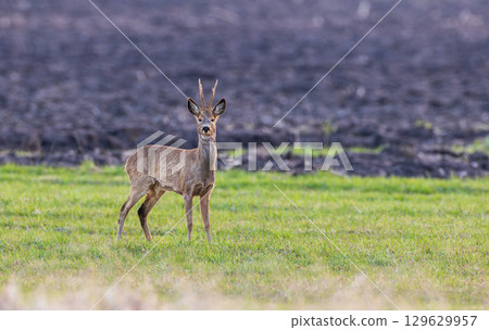 Roe Deer(Capreolus capreolus) male in sunset light 129629957