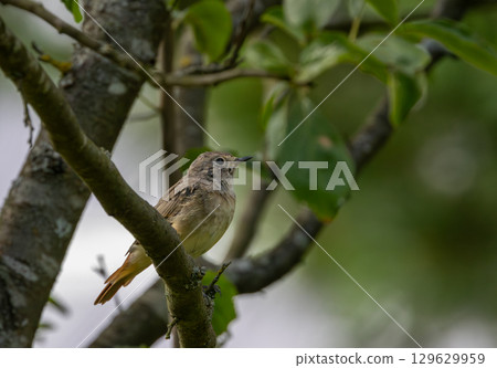 Juvenile Common redstart (Phoenicurus phoenicurus) portrait Juvenile Common redstart (Phoenicurus phoenicurus) portrait 129629959