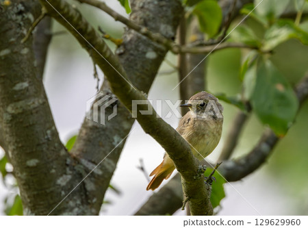 Juvenile Common redstart (Phoenicurus phoenicurus) portrait 129629960