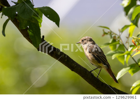 Juvenile Common Redstart (Phoenicurus phoenicurus) portrait 129629961