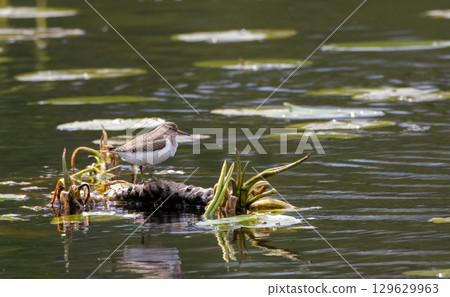 Common Sandpiper (Actitis hypoleucos) on calamus rhizome 129629963