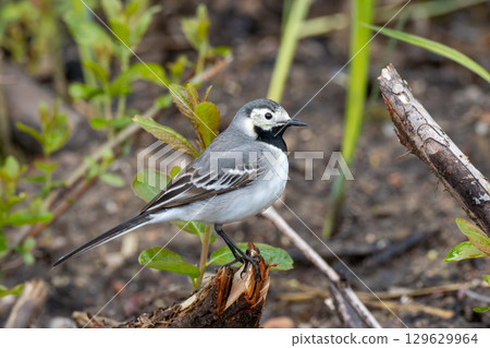 White wagtail (Motacilla alba) in summer 129629964