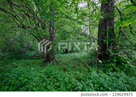 Late springtime deciduous forest with fresh green rich trees around Late springtime deciduous forest with fresh green rich trees around 129629975