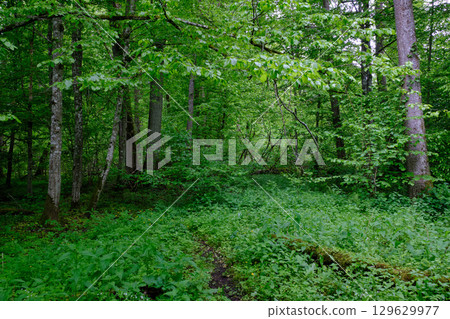 Late springtime deciduous forest with fresh green rich trees around 129629977