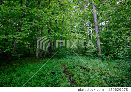 Late springtime deciduous forest with fresh green rich trees around 129629978