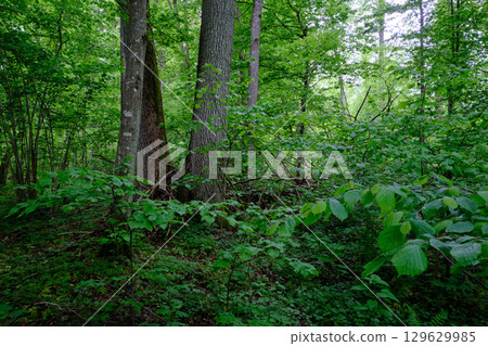 Late springtime deciduous forest with fresh green rich trees around 129629985