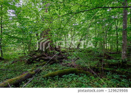 Late springtime deciduous forest with fresh green rich trees around 129629986