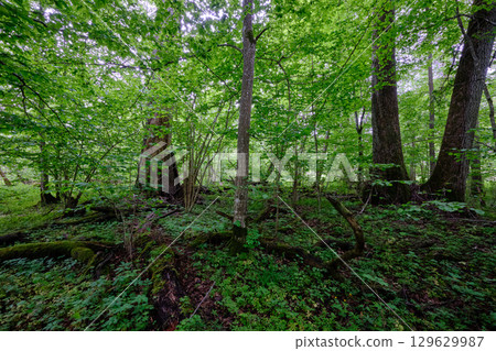 Late springtime deciduous forest with fresh green rich trees around Late springtime deciduous forest with fresh green rich trees around 129629987