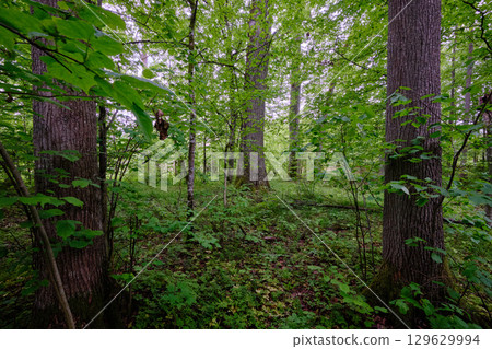 Late springtime deciduous forest with fresh green rich trees around Late springtime deciduous forest with fresh green rich trees around 129629994