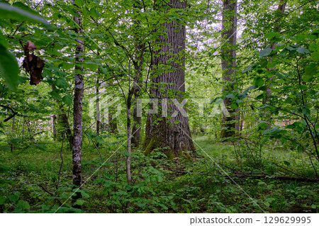 Late springtime deciduous forest with fresh green rich trees around 129629995