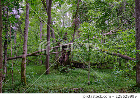 Late springtime deciduous forest with fresh green rich trees around 129629999