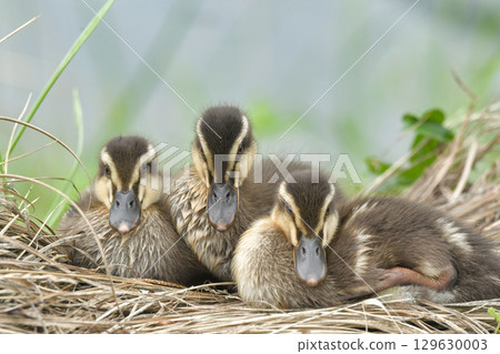 海鷗的小雞 129630003