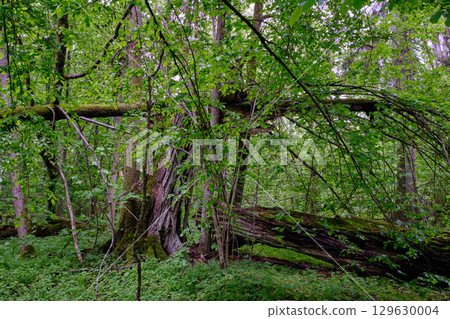 Late springtime deciduous forest with fresh green rich trees around 129630004