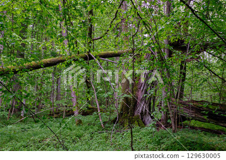 Late springtime deciduous forest with fresh green rich trees around 129630005