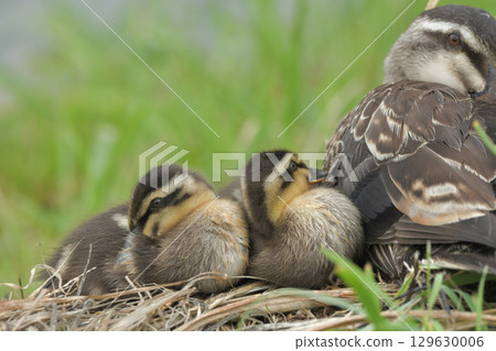 The chick of the gulls The chick of the gulls 129630006